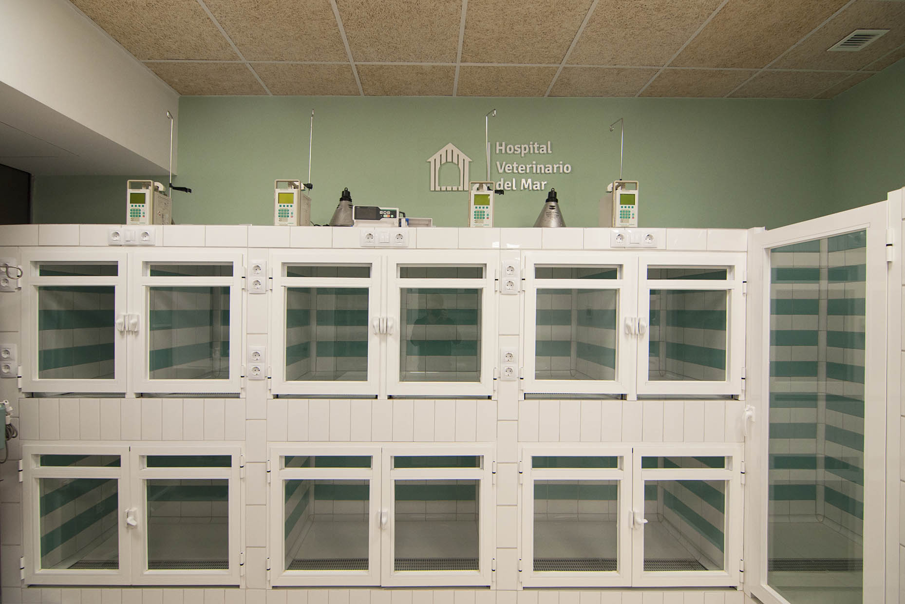 hopitalización hospital veterinario