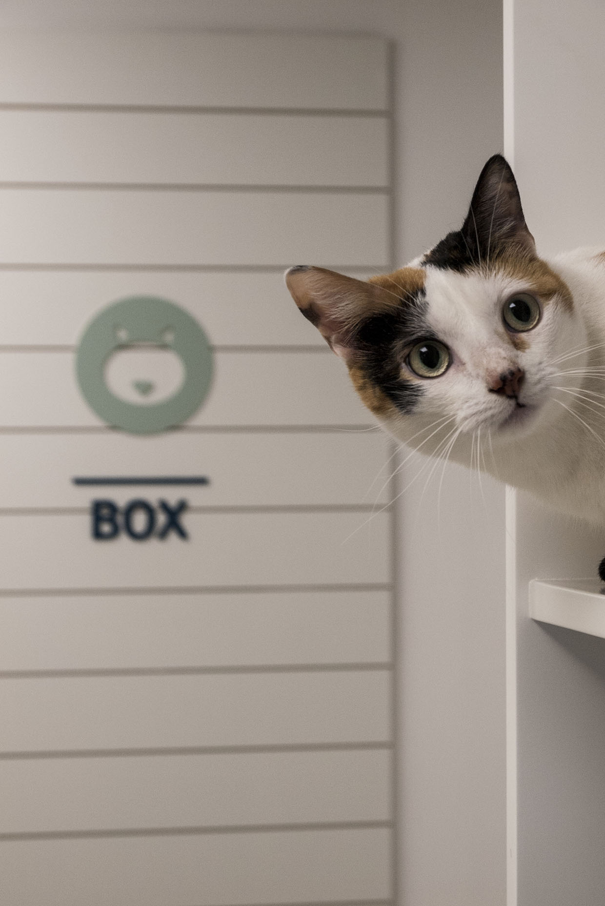 Diseño box felino hospital veterinario