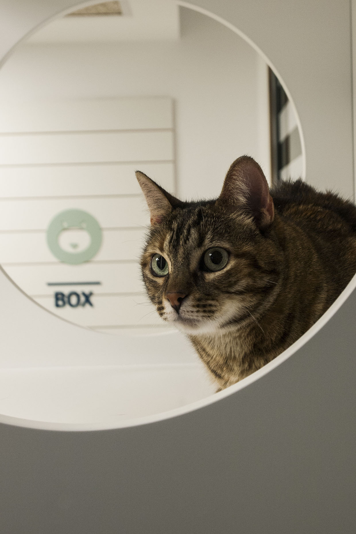 Diseño box felino hospital veterinario